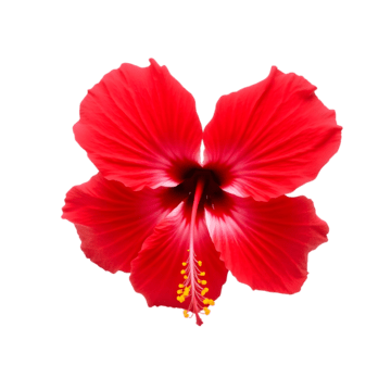 Hibiscus